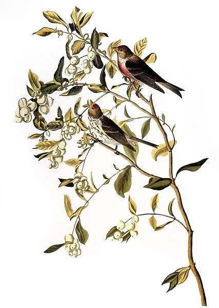 AUDUBON: REDPOLL, (1827). Common, or Lesser, Redpoll (Carduelis flammea) by John James Audubon for his Birds of America, 1827-38