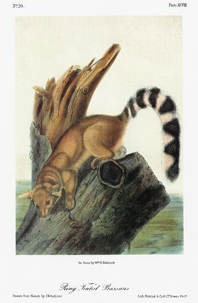 AUDUBON: RING-TAILED CAT. Bassarisk, or ring-tailed cat (Bassariscus astutus)