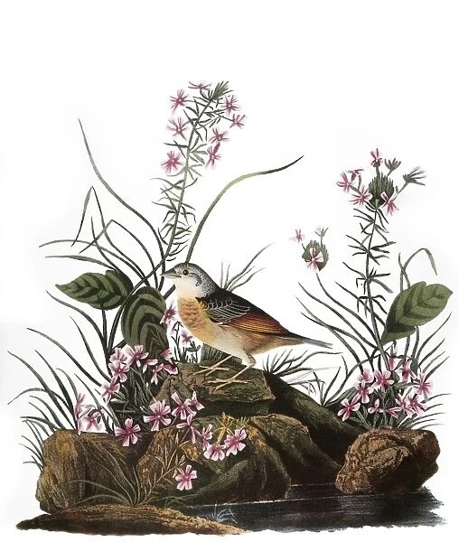 AUDUBON: SPARROW, (1827-38). Grasshopper, or Yellow-Winged, Sparrow (Ammodramus savannarum) by John James Audubon for his Birds of America, 1827-38