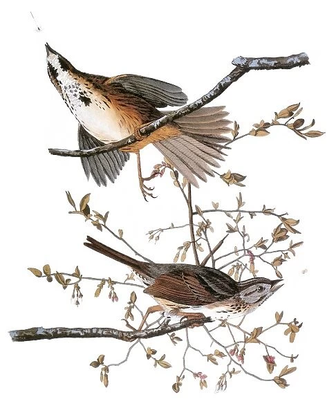 AUDUBON: SPARROW, (1827-38). Song Sparrow (Melospiza melodia) by John James Audubon for his Birds of America, 1827-38