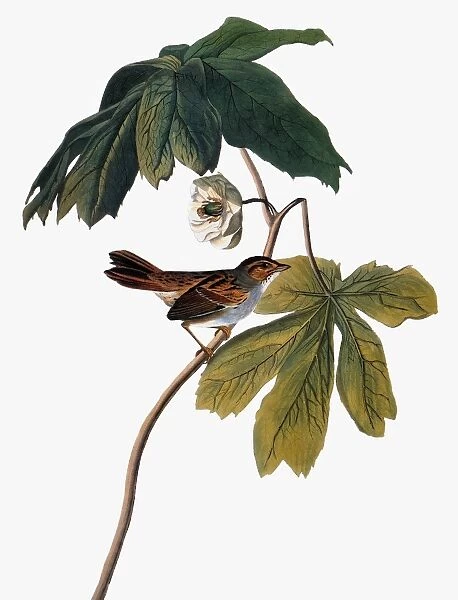 AUDUBON: SPARROW, 1827-38. Swamp sparrow (Melospiza georgiana) by John James Audubon for his Birds of America, 1827-1838