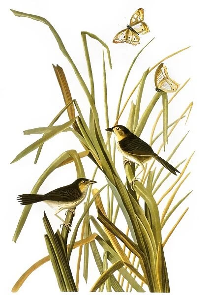 AUDUBON: SPARROW, (1827). Seaside Sparrow, or MacGillivrays Finch (Ammospiza maritima), by John James Audubon for his Birds of America, 1827