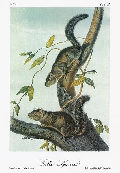 AUDUBON: SQUIRREL. Collies squirrel (Sciurus colliaei)