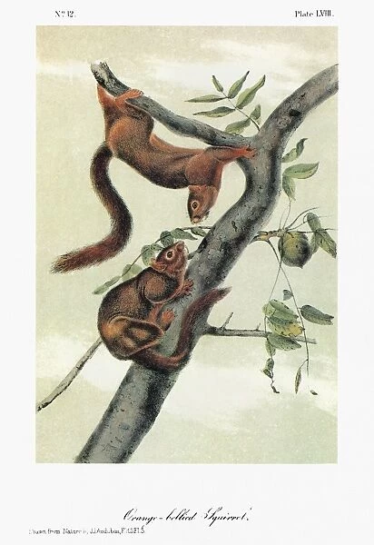 AUDUBON: SQUIRREL. Delta fox squirrel, or orange-bellied squirrel (Sciurus niger subauratus)