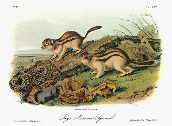 AUDUBON: SQUIRREL. Golden-mantled, or Says, ground squirrel (Callospermophilus lateralis
