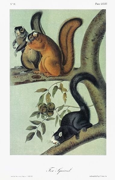 AUDUBON: SQUIRREL. Southern fox squirrel (Sciurus niger niger) in different color phases