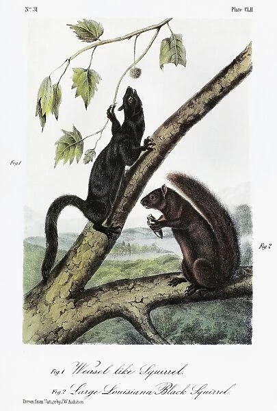 AUDUBON: SQUIRRELS. Weasel squirrel (left), and large Louisiana black squirrel