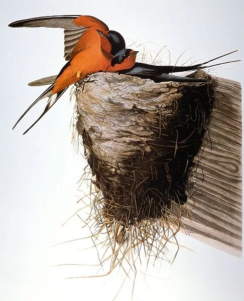 AUDUBON: SWALLOW. Barn Swallow (Hirundo rustica), from John James Audubons The Birds of America, 1827-1838