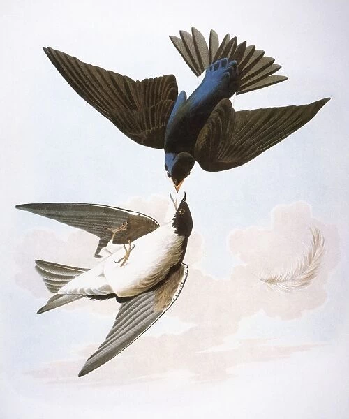 AUDUBON: SWALLOWS, 1827-38. Tree Swallow [White-bellied or Green-blue Swallow] (Iridoprocne bicolor), by John James Audubon for his Birds of America, 1827-38