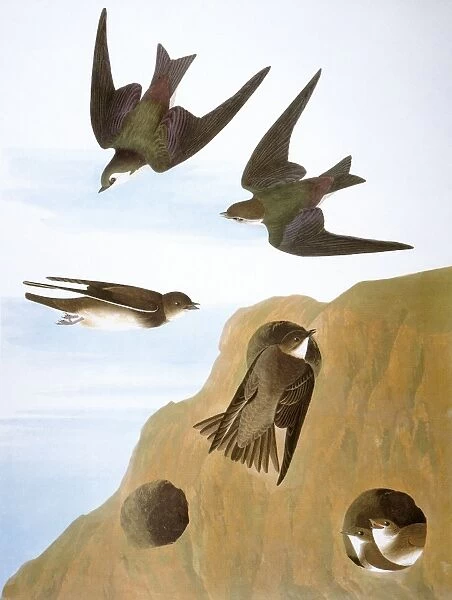 AUDUBON: SWALLOWS, 1827-38. Violet-green Swallow (Tachycineta thalassina) and Bank Swallow (Riparia riparia), by John James Audubon for his Birds of America, 1827-38
