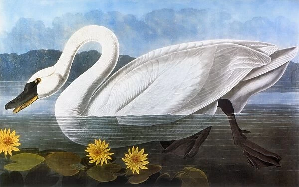 AUDUBON: SWAN, 1827. Whistling, or Common American, Swan (Olor columbianus). Colored engraving from John James Audubons The Birds of America, 1827-38