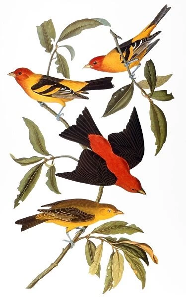 AUDUBON: TANAGER, 1827. Western, or Louisiana, Tanager (Piranga ludoviciana), top and bottom, and Scarlet Tanager (Piranga olivacea), center. Colored engraving from John James Audubons The Birds of America, 1827-38