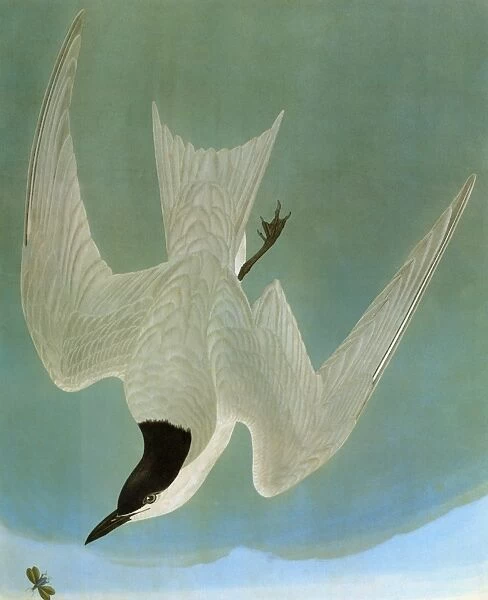AUDUBON: TERN. Gull-billed, or marsh, tern (Gelochelidon niloctica), by John James Audubon for his Birds of America, 1827-1838