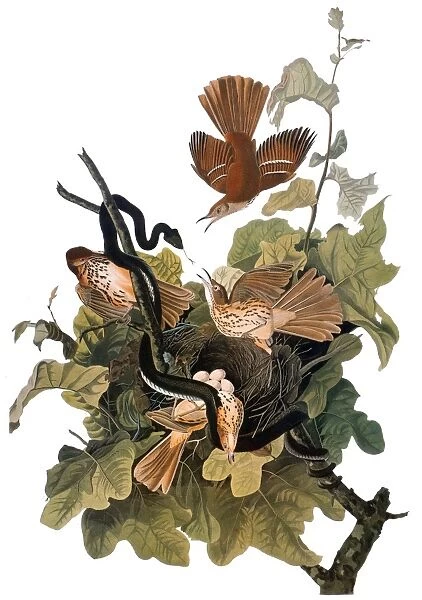 AUDUBON: THRASHER. Brown thrasher, also known as Ferruginous thrush (Toxostoma rufum), from John James Audubons The Birds of America, 1827-1838