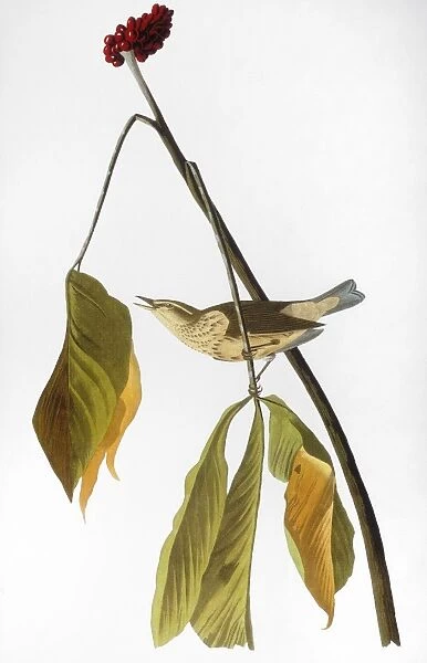 AUDUBON: THRUSH, 1827. Louisiana Water Thrush (Seiurus motacilla). Colored engraving from John James Audubons The Birds of America, 1827-38