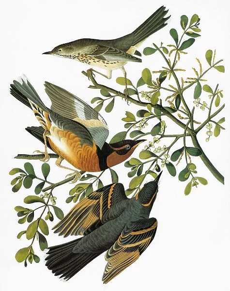 AUDUBON: THRUSH. Sage Thrasher (Oreoscoptes montanus) [top], and Varied Thrush (Ixoreus naevius)