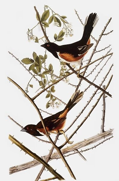 AUDUBON: TOWHEE. Rufous-sided Towhee (Pipilo erythrophthalmus), from John James Audubons The Birds of America, 1827-1838