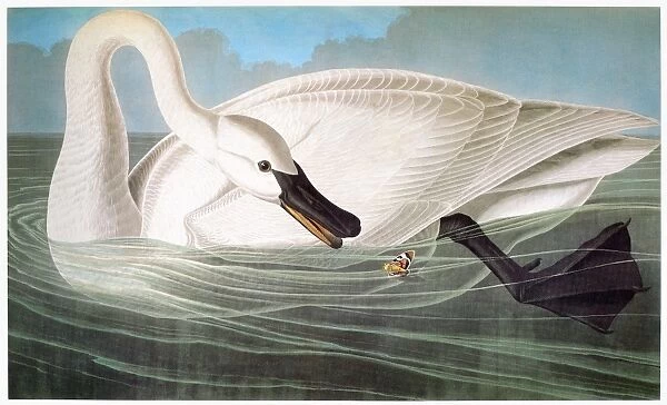 AUDUBON: TRUMPETER SWAN. Trumpeter swan (Olor buccinator) by John James Audubon for his Birds of America, 1827-38