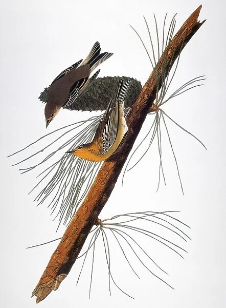AUDUBON: WARBLER, (1827-1838). Pine warbler (Dendroica pinus), from John James Audubons The Birds of America, 1827-1838