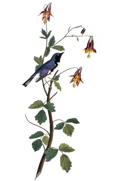 AUDUBON: WARBLER, (1827-38). Black-throated Blue Warbler (Dendroica caerulescens) by John James Audubon for his Birds of America, 1827-1838