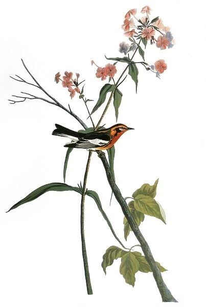AUDUBON: WARBLER, (1827-38). Blackburnian Warbler (Dendroica fusca) by John James Audubon for his Birds of America, 1827-38