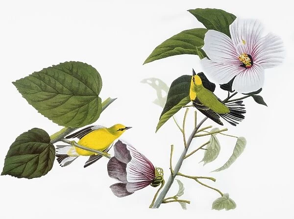 AUDUBON: WARBLER, (1827-38). Blue-winged Yellow Warbler (Vermivora pinus) by John James Audubon for his Birds of America, 1827-38