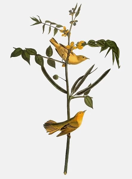 AUDUBON: WARBLER, 1827-38. Yellow, or Childrens, Warbler (Dendroica petechia) by John James Audubon for his Birds of America, 1827-38