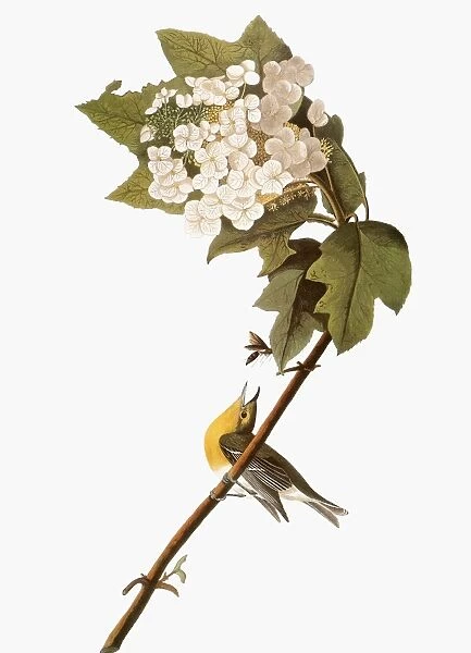 AUDUBON: WARBLER, 1827-38. Yellow, or Rathbone, Warbler (Dendroica petechia) by John James Audubon for his Birds of America, 1827-38