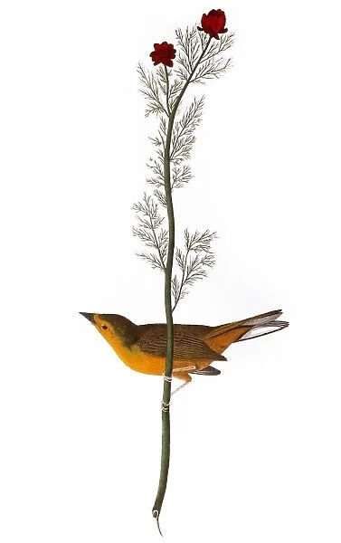 AUDUBON: WARBLER, (1827). Hooded Warbler, or Selbys Flycatcher (Wilsonia citrina), from John James Audubons The Birds of America, 1827-1838