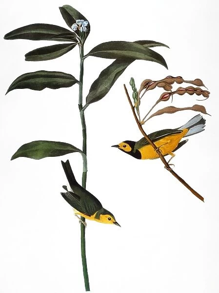 AUDUBON: WARBLER, (1827). Hooded Warbler (Wilsonia citrina) by John James Audubon for his Birds of America, 1827-38