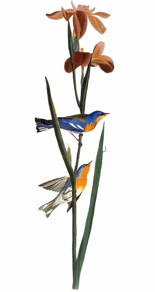 AUDUBON: WARBLER, 1827. Northern Parula, or Blue Yellow-back, Warbler (Parula americana). Colored engraving from John James Audubons The Birds of America, 1827-38