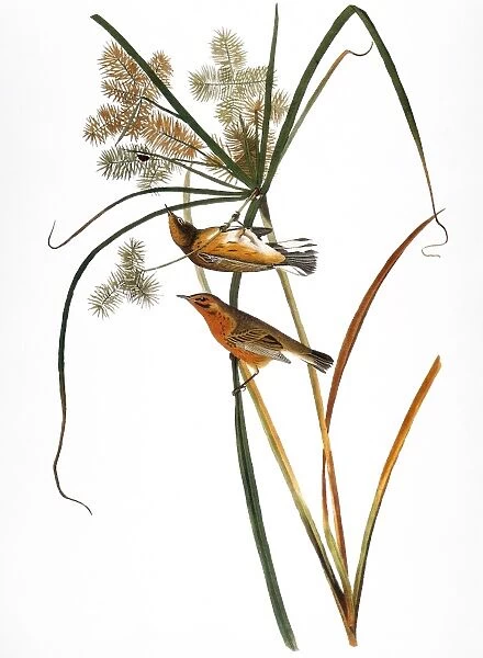 AUDUBON: WARBLER, (1827). Prairie Warbler (Dendroica discolor) by John James Audubon for his Birds of America, 1827-38