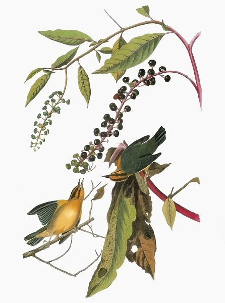 AUDUBON: WARBLER. Worm-eating Warbler (Helmitheros vermivorum)