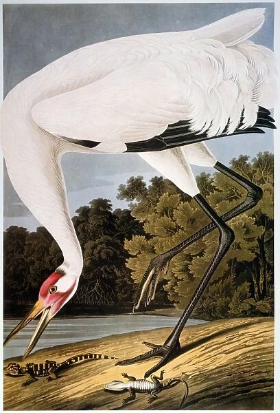 AUDUBON: WHOOPING CRANE. Whooping crane (Grus americana), by John James Audubon for his Birds of America, 1827-1838