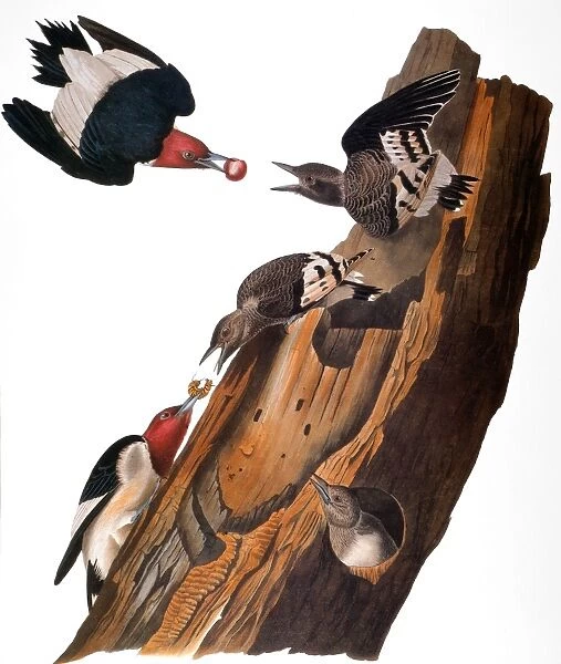 AUDUBON: WOODPECKER. Red-headed woodpecker (Melanerpes erythrocephalus), from John James Audubons The Birds of America, 1827-1838