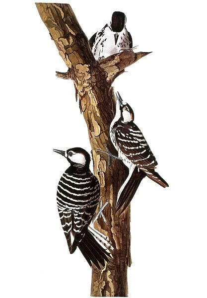 AUDUBON: WOODPECKER. Woodpecker (Picoides borealis) by John Audubon for his Birds of America, 1827-1838