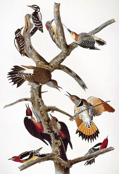AUDUBON: WOODPECKERS. Hairy woodpeckers (top left); Red-bellied woodpeckers (top right); Common flickers  /  Red-shafted woodpeckers (center); below them, Lewiss woodpeckers; Yellow-bellied sapsuckers  /  Red-breasted woodpeckers (bottom). From John James Audubons The Birds of America, 1827-1838