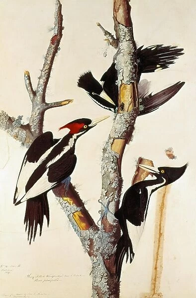AUDUBON: WOODPECKERS. Ivory-billed woodpeckers