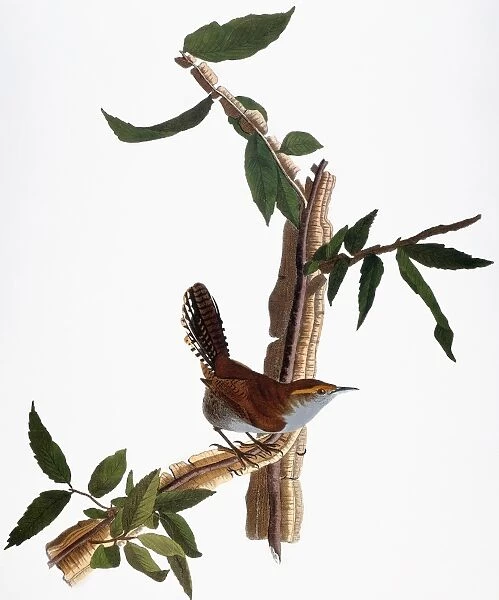 AUDUBON: WREN, (1827-38). Bewicks Wren (Thryomanes bewickii) by John James Audubon for his Birds of America, 1827-38