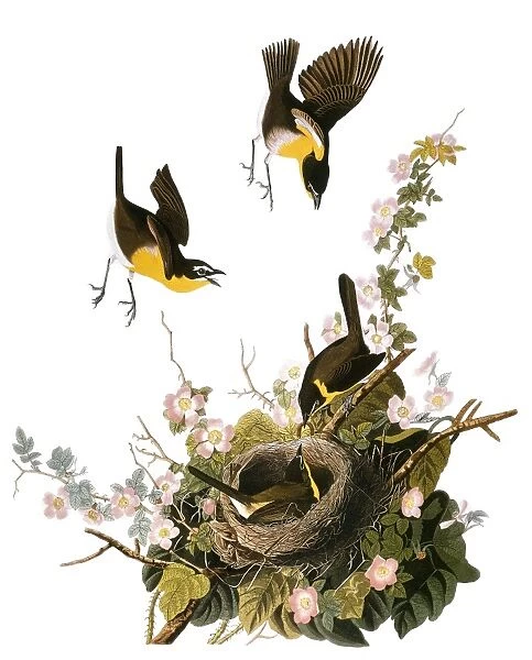 AUDUBON: YELLOW CHAT, (1827-38). Yellow-breasted Chat (Icteria virens) by John James Audubon for his Birds of America, 1827-38