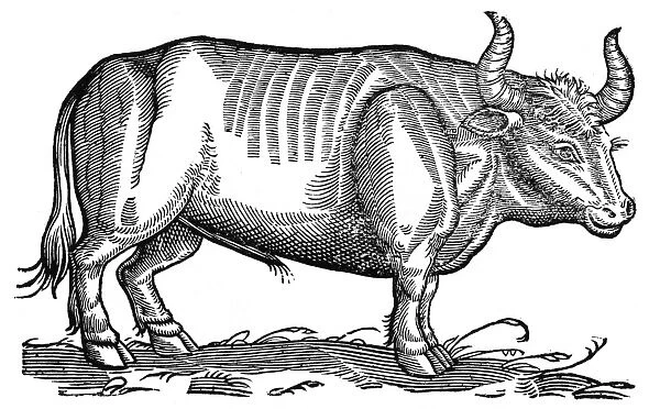 AUROCHS, 1607. Woodcut from Edward Topsells The History of Four-Footed Beasts
