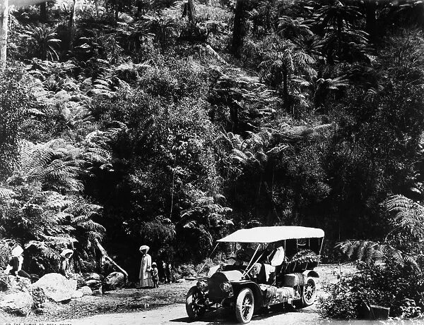 AUSTRALIA: FOREST, c1910. On the Tumut to Bega route, New South Wales, Australia