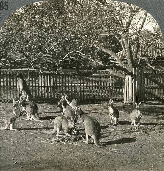 AUSTRALIA: KANGAROOS, c1910. Kangaroos in their homeland - a scene in the zoological garden