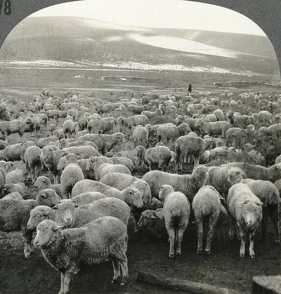 AUSTRALIA: SHEEP, c1910. Sheep on the range, Queensland, Australia. Stereograph