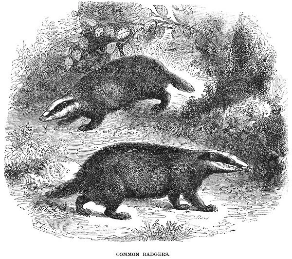 BADGERS. Common European badger (Meles meles). Wood engraving, English, 19th century