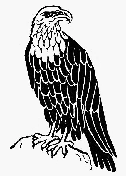 BALD EAGLE. American symbol