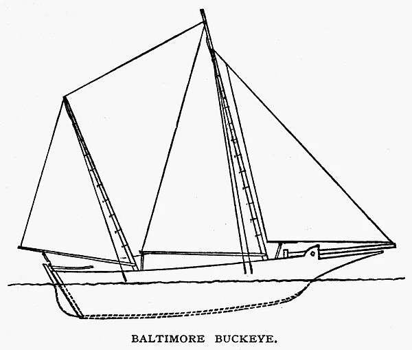 Baltimore buckeye. Line engraving, American, 1882