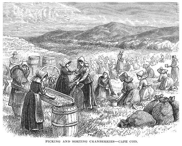 BERRY PICKING, 1875. Picking and sorting cranberries on Cape Cod. Wood engraving, 1875