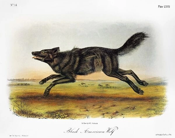 BLACK AMERICAN WOLF. Lithograph, 1846, after a painting by John James Audubon