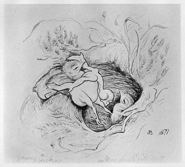 BLACKBURN: BIRDS, 1871. The Cuckoo in the Pipits Nest. Illustration by Jemima Blackburn
